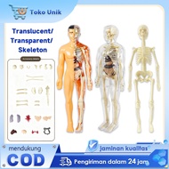 [FACTORY] Human Body Anatomy Torso Model, Human Body Organ Doctor Toys Human Body Torso Medical Prac