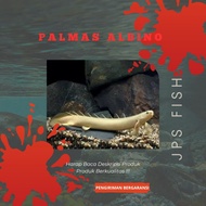 (Seafood) Palmas Albino Endlichery