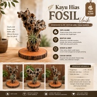 Unique Fos1l Decorative Wood Fos1l Wood Fos1l Tillandsia Wooden Table Decoration