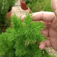 Indoor Plant - Asparagus Retrofractus