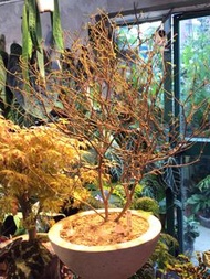 柳葉麒麟 Euphorbia Hedyotordes