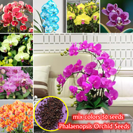 [ Singapore Seller ] 50PCS Mixed Colors Phalaenopsis Orchid Seeds for Planting Flower Plant Pot Live Flower Seeds for Planting Garden Decoration Indoor Orchid Plants Seeds Air Purifier Cny Plants Bag Outdoor Balcony Live Plants for Sale Easy To Grow