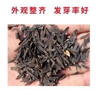 Dahlia Seeds Courtyard Balcony Potted Plants Dahlia Dahlia Small Lihua Tianzhu Peony Flower Seeds Fl