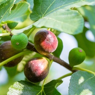 1 ต้น สายพันธุ์ Long d Aout (ลองดุก) Fig ต้นมะเดื่อฝรั่ง จัดส่งพร้อมกระถาง 6 นิ้วลำต้นสูง 40-50ซม