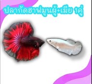 ถูกที่สุด ปลากัดฉาฟมูนคัดเกรด เพศผู้ (แถมฟรีเพศเมีย1ตัว) มีหลากหลายสี