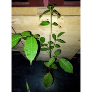 Pokok Kedondong Hutan