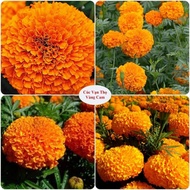 50 dwarf orange marigold seeds 35-40 cm