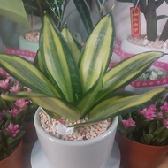 Dwarf Dragon Tongue Plant Air Purifying