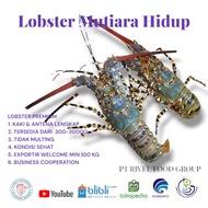 LOBSTER MUTIARA HIDUP Ukuran 500 Up | Indonesian Tiger Lobster Live