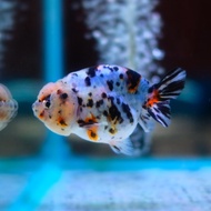 Ikan Mas Koki Ranchu Cow Sapi Size 8-9 Cm Premium Quality Bergaransi