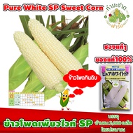 [ซองแท้ 2000เมล็ด] เมล็ดพันธุ์ ข้าวโพด เพียวไวท์ SP Pure White SP Hokkaido Sweet Corn ข้าวโพดฮอกไกโด