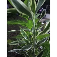 White lucky bamboo | White lucky bamboo | 1pcs = 1 tree