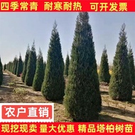 塔柏树苗松树苗柏树苗侩柏树苗侧柏树苗龙柏树苗松柏树苗四季常青