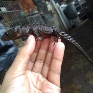 kadal duri / crocodile scink black aye