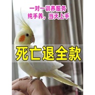 Bayi Burung Hidup Cockatiel yang dibesarkan dengan tangan Bayi Burung Kekuningan Mutiara Asli Kelabu