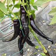 Biji Benih Lada Hitam Panjang - 15pcs / Black pepper seeds