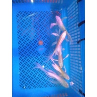Bibit Ikan Koi Kumpay 18 - 25 cm