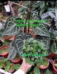 2 bibit anakan anthurium kuping gajah clarinervium/Tarantula Pagoda...