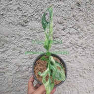 tanaman monstera adansonii varigata lokal/Janda bolong Varigata