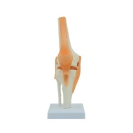 1:1 Flexible Knee Joint Model with Ligaments and Base Femur Tibia and Fibula Bone Anatomy Model Medi
