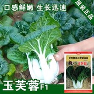 現貨 批發批發　奶白菜種子 種籽白菜籽小白菜種子 種籽青菜種子 種籽油菜種子 種籽蔬菜種子 種籽菜種菜fyc