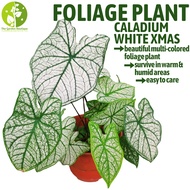 [Local Seller] Caladium White Christmas Houseplant Indoor or Outdoor Foliage Plant | The Garden Boutique - Live Plants
