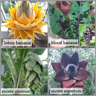 Pokok pisang banana Musa Acuminata ensete superbum glaucum Musella laciocarpa Zebrina Blood jantung kuning oren nono