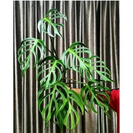 Monstera Burle Marx Flame - Form of 8 soft pots of seedlings up to size healthily