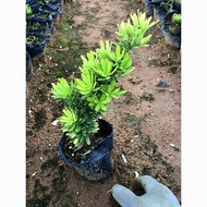 耐看型台湾金钻罗汉松正宗盆景盆栽绿植树苗黑珍珠室内老桩小矮桩