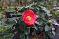 台中茶花- 蝦夷錦 -(原棵茶花)- F70