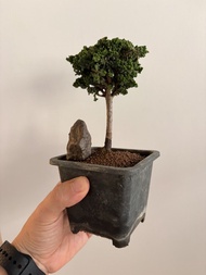 2.日本石化檜$400（體驗價）10cm左右高