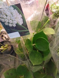 Hoya Pachyclada 珍珠毬蘭