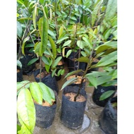 POKOK DURIAN D175 UDANG MERAH 1 pokok