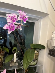 Phal. Suzie Pixie X Phal. Gc 蘭花