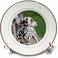 3dRose cp_21176_1 Dalmatians-Porcelain Plate, 8-Inch
