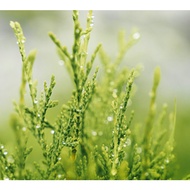 Cypress Essential Oil