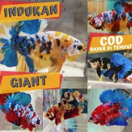 Ikan Cupang Giant Yellow Koi Black Koi Red Koi Multicolor Copper Gold