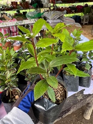 Laurel Plant with FREE Plastic Seedling bag and garden soil. Live Plant for sale