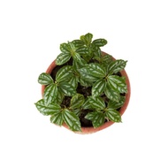Pilea cadierei, Aluminium Plant (0.2m) - shade-loving indoor plant with attractive patterns!