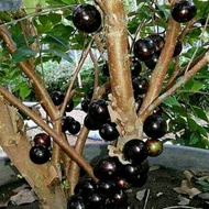 Terlaris bibit anggur pohon Brazil jenis sabara benih tanaman buah stek unggulan bisa untuk tabulamp