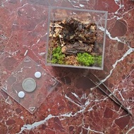 苔蘚生態缸／鼠婦生態缸套裝