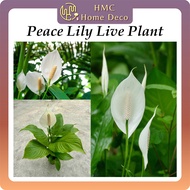 Real Live Plant Peace Lily Spathiphyllum Floribundum Pokok Hidup 白掌 白鹤芋 一帆风顺