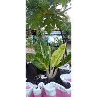 Plants✗Aglaonema Rare Varieties