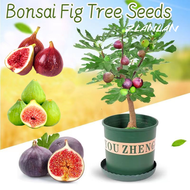 [Easy to grow in the Philippines] Bonsai Fig Tree Seeds for Planting Fruit Plants (150 Seed) Organic