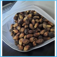 ✨ ۞ ☢ GMELINA SEEDS ( arborea) 25 SEEDS ( BUY 2 GET 1 FREE)