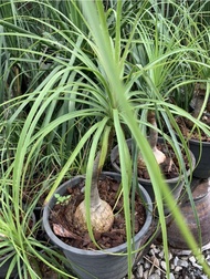 ต้นแส้ม้า ต้นแส้หางม้าไม้มงคล หัวโตต้นสูงหางยาว (Nolina recurvata )กระถาง 8 นิ้ว นิยมปลูกเป็นไม้ประด