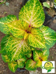 Mayana Coleus Honey Palette (Super Rare Mayana) with FREE garden soil (Outdoor Plant, Real Plant, Live Plant and Limited Stock)
