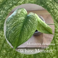 🌲 白色怪獸 龜背芋 龜背竹 Monstera deliciosa ‘White Monster’ 雨林植物 稀有 健康