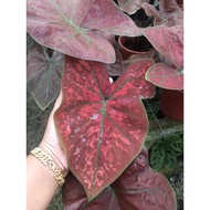 Caladium Red *indoor plant