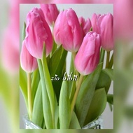 NEW Bibit biji benih bunga tulip pink asli belanda